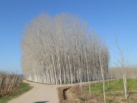 Bordils tree plantations