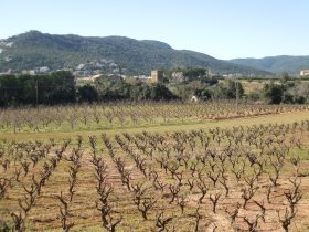 Vineyards for DO Emporda Calonge wine