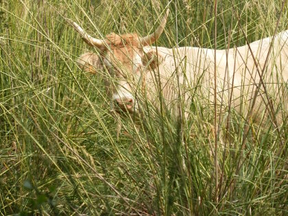 Cow in the fields near Corca