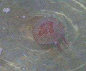 Common jellyfish in the sea in January