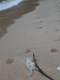 Medusa washed up on a beach in January