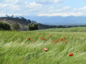Poppies in a wheat field near El Pedro Madremanya