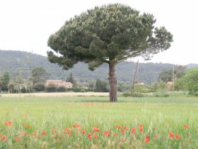 Poppies on the Gavarres side of the Ruta
