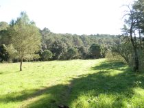 Meadows outside Tamariu