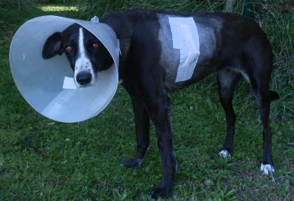 A poorly dog after her operation to remove a fish hook